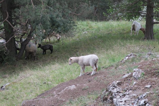 Koněpruské jeskyně 4.5.2016 | foto: Hana Novenková Koněpruské jeskyně 4.5.2016